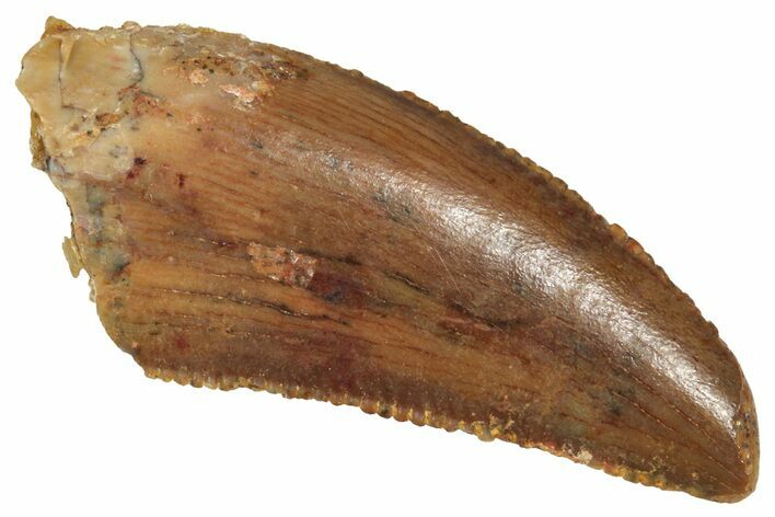 Serrated Raptor Tooth - Real Dinosaur Tooth #371483